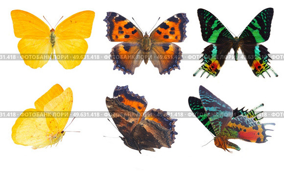 apricot sulphur, small tortoiseshell and chrysiridia rhipheus butterflies isolated on white background. apricot sulphur butterfly. Стоковое фото, агентство Ingram Publishing / Фотобанк Лори