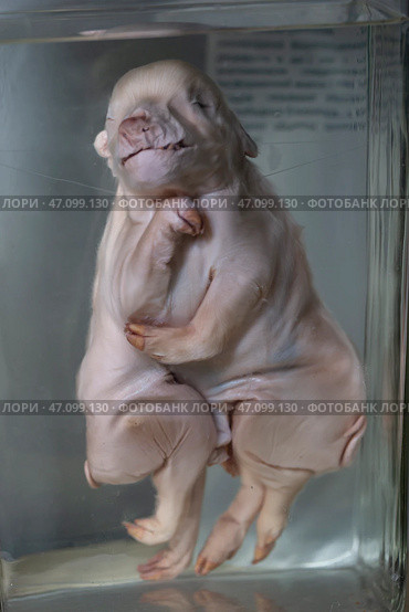 April 1, 2023. Belarus, Minsk. Exhibition of anatomical exhibits. Piglet with six legs. Exhibits of the Museum of Anthropology and Ethnography. Embryos in banks. Siamese twins. Редакционное фото, фотограф Лазаренко Светлана / Фотобанк Лори