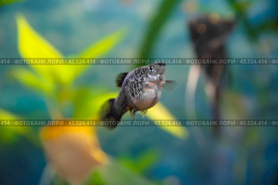 Aquarist, aqua fish. Poecilia,   Mollienesia is a genus of fish of the family of viviparous fishtooths (Peciliaceae), widespread among aquarists around the world. Стоковое фото, фотограф Evgenii Predibailo / Фотобанк Лори