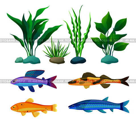 Aquarium fish and decorative algae with stone colorful icon set. Yellow and orange camouflage, blue striped and purple with spotted dorsal fin fishery. Aquarium Fish and Decorative Algae Color Poster. Стоковая иллюстрация, агентство Ingram Publishing / Фотобанк Лори