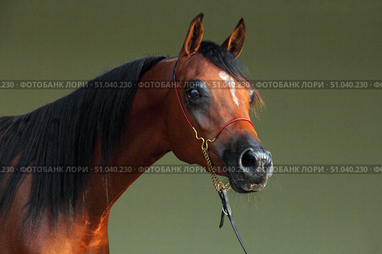 Arabian Horse, portrait of a bay stallion in stable background. Арабская лошадь, портрет гнедого жеребца чемпиона породы на фоне конюшни. Стоковое фото, фотограф Михаил Кондрашов / Фотобанк Лори