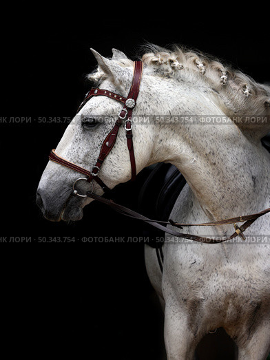 Arabian Horse, portrait of a white mare in dark stable background. Арабская лошадь, портрет белой кобылы чемпиона породы на темном фоне конюшни. Стоковое фото, фотограф Михаил Кондрашов / Фотобанк Лори