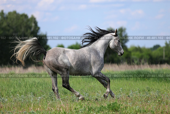 Arabian Horse runs gallop in green summer trees background. Арабская лошадь скачет галопом на фоне зеленых деревьев летом. Стоковое фото, фотограф Михаил Кондрашов / Фотобанк Лори