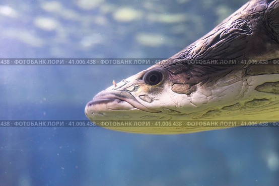 Arapaima fish in aquarium close up. Стоковое фото, фотограф Татьяна Терехина / Фотобанк Лори