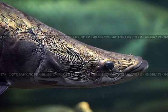 Arapaima (Sudis gigas), also known as the pirarucu. Wildlife animal. Стоковое фото, фотограф Анна Кривицкая / Фотобанк Лори