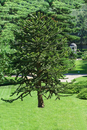 Араукария чилийская — Araucaria araucana (Molina) K.Koch в парке Парадиз. Лечебно-оздоровительный комплекс "Айвазовское", Партенит, Крым (2016 год). Редакционное фото, фотограф Наталья Гармашева / Фотобанк Лори