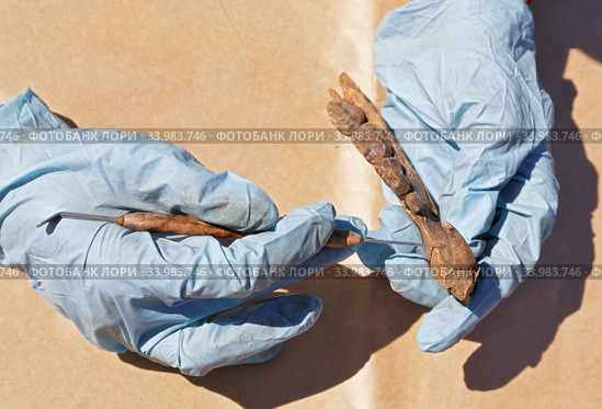 Archaeology: medieval clearing the jaws of the bear, the initial stage. Стоковое фото, фотограф Круглов Олег / Фотобанк Лори
