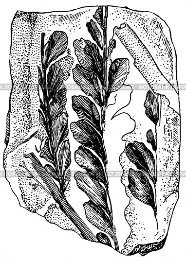 Archaeopteris Roemeriana. Растения девонского периода. Стоковая иллюстрация, иллюстратор Макаров Алексей / Фотобанк Лори