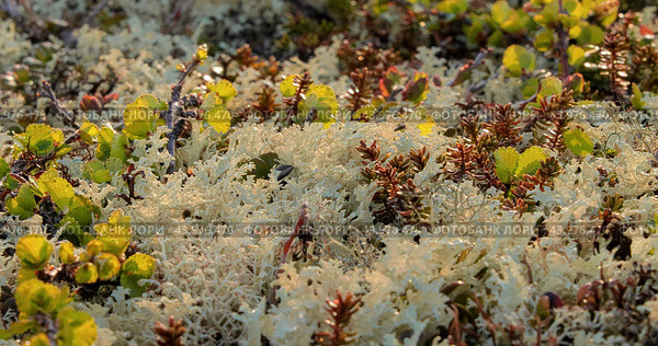 Arctic Tundra lichen moss close-up. Found primarily in areas of Arctic Tundra, alpine tundra, it is extremely cold-hardy. Cladonia rangiferina, also known as reindeer cup lichen. Стоковое фото, фотограф Андрей Армягов / Фотобанк Лори