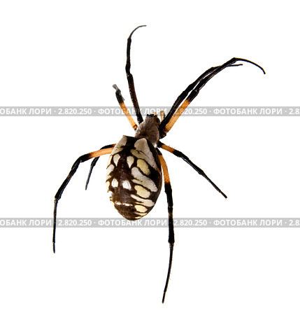 Аргиопа брюнниха, или паук-оса (паук-зебра)– лат. Argiope bruennichi. Стоковое фото, фотограф Ирина Кожемякина / Фотобанк Лори