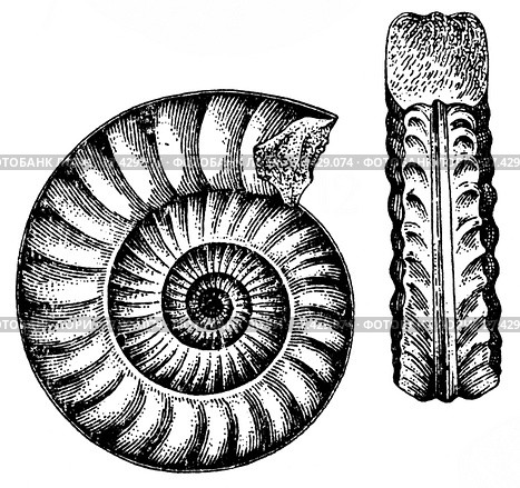 Arictites Bucklandi Sow. Ископаемые организмы. Стоковая иллюстрация, иллюстратор Макаров Алексей / Фотобанк Лори