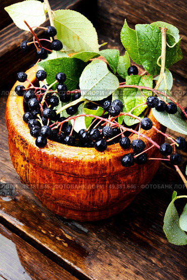 Aronia melanocarpa or black chokeberry with leaves.Herbalist. Chokeberry with leaf. Стоковое фото, агентство Ingram Publishing / Фотобанк Лори