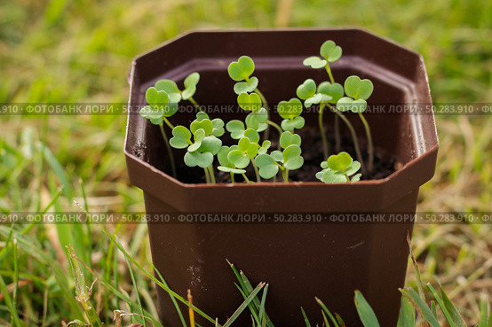 Arugula on the bed. The first vegetables in the garden in early spring. Eco cultivation of radishes on raised beds without the use of fertilizers. Arugula sprouts on soil. Стоковое фото, фотограф Марина Демидюк / Фотобанк Лори