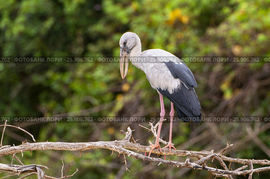 Asian Openbill (anastomus oscitans), Yala National Park, Sri Lanka, Asia. Стоковое фото, агентство BE&W Photo / Фотобанк Лори