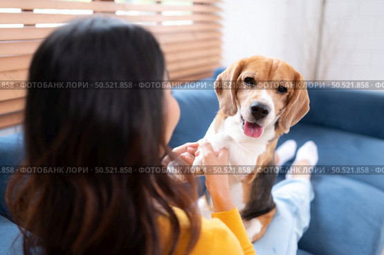 Asian young woman with beagle dog with dog training activities to obey commands in the living room of the house. Стоковое фото, агентство Ingram Publishing / Фотобанк Лори