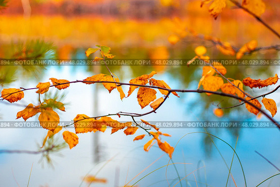 Aspen branch with yellow leaves on the background of the river on a sunny day. Autumn background. Стоковое фото, фотограф Коханова Наталья / Фотобанк Лори