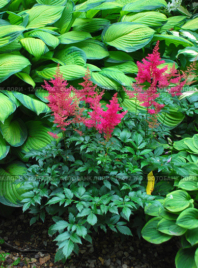 Астильба Арендса (лат. Astilbe Arendsii) Стоковое фото, фотограф lana1501 / Фотобанк Лори
