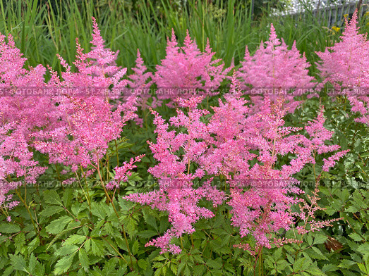 Астильба (Astilbe) Стоковое фото, фотограф Мария Кылосова / Фотобанк Лори