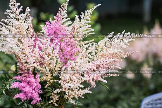 Astilba, or Astilbe (Latin. Astilbe) is a plant of the Saxifragaceae family. Pink flower background. A beautiful, healthy astilbe, blooming in pink tones. Стоковое фото, фотограф Photojuli / Фотобанк Лори