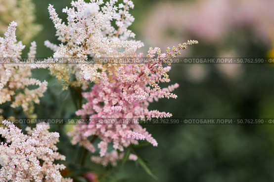 Astilba, or Astilbe (Latin. Astilbe) is a plant of the Saxifragaceae family. Pink flower background. A beautiful, healthy astilbe, blooming in pink tones. Стоковое фото, фотограф Photojuli / Фотобанк Лори