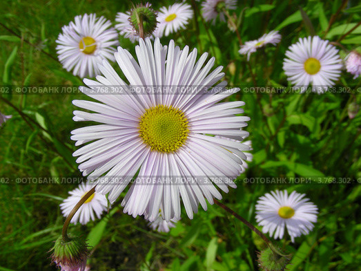 Астра ромашковидная (Aster amelloides ) Стоковое фото, фотограф lana1501 / Фотобанк Лори