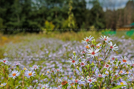 Астра сердцелистная (ASTER CORDIFOLIUS LITTLE CARLOW) Стоковое фото, фотограф Андрей Иванов / Фотобанк Лори