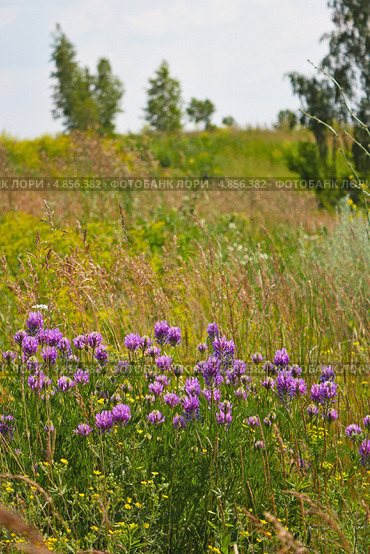 Астрагал эспарцетный (Astragalus onobrychis) - многолетнее травянистое растение. Семейство бобовые - Fabaceae Lindl. (Leguminosae Juss.) Дикорастущие растения Сибири. Стоковое фото, фотограф Евгений Мухортов / Фотобанк Лори