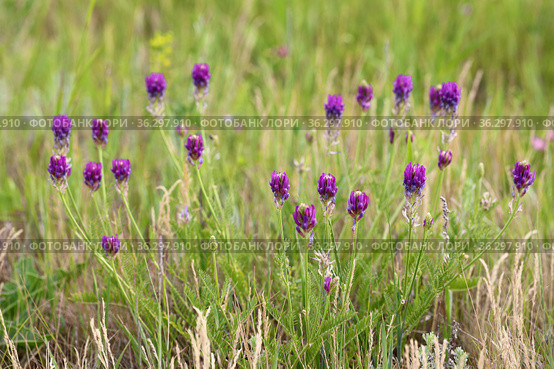 Astragalus austroaltaicus. Астрагал южно-алтайский в Кулундинской степи, Алтайский край. Стоковое фото, фотограф Григорий Писоцкий / Фотобанк Лори