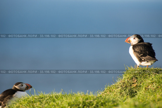 Atlantic puffin, Fratercula arctica. Стоковое фото, фотограф Andreas Altenburger / Smarterpix / Фотобанк Лори