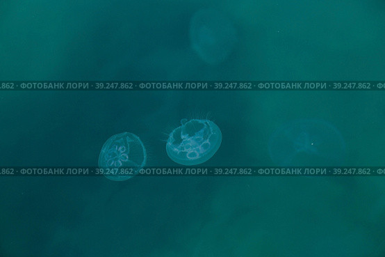Aurelia jellyfish in the Black Sea, Crimea.Russia. Стоковое фото, фотограф Photojuli / Фотобанк Лори