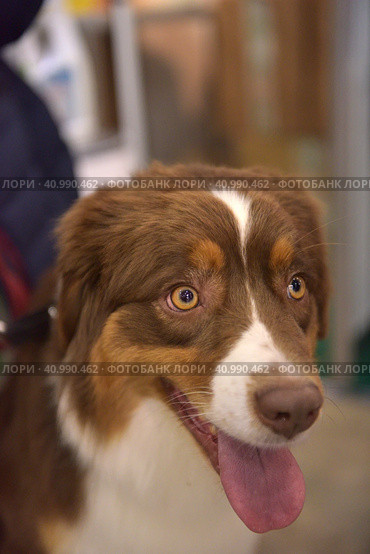 Australian shepherd dog. Стоковое фото, фотограф Анна Кривицкая / Фотобанк Лори