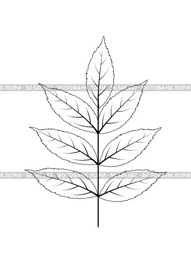 Autumn ash-tree leaf. Autumn ash-tree leaf in doodle sketch style. Vector illustration. Стоковая иллюстрация, агентство Ingram Publishing / Фотобанк Лори