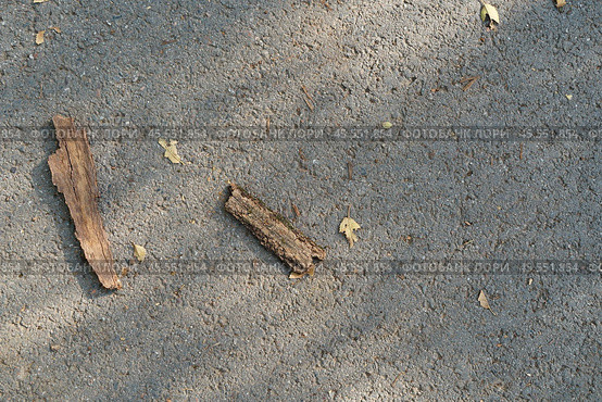 Autumn couples fallen from the tree, twigs, bark on the asphalt. View from the top. Стоковое фото, фотограф Abakumova Ekaterina / Фотобанк Лори