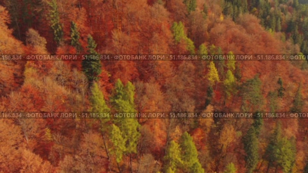 Autumn forest in Carpathian mountains. Стоковое видео, видеограф Михаил Коханчиков / Фотобанк Лори