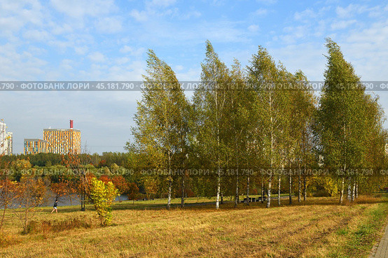 Autumn landscape. Birches in Landscape Park against background of residential buildings of Mitino district. Moscow, Russia. Стоковое фото, фотограф Валерия Попова / Фотобанк Лори