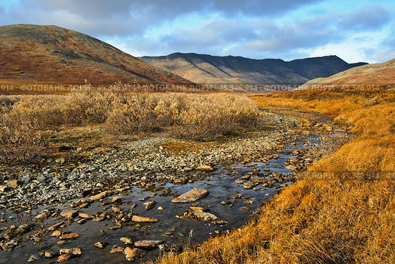 Autumn landscape. Creek in a mountain valley. Autumn season in the tundra. Traveling and hiking in the Arctic and in the far north of Russia. Golden Ridge, Chukotka, Siberia, Russian Far East. Стоковое фото, фотограф Андрей Степанов / Фотобанк Лори