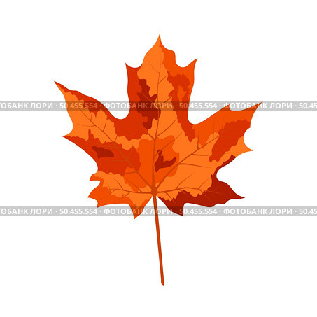Autumn maple leaf. Leaf fall. Vector illustration. Стоковая иллюстрация, агентство Ingram Publishing / Фотобанк Лори