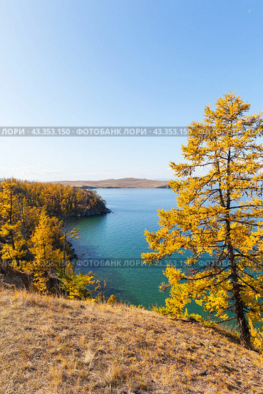 Autumn natural background with bright orange larch tree against backdrop of blue water of Baikal Lake on sunny October day. View from Cape Budun Olkhon Island to Small Sea. Scenic Autumn landscape. Стоковое фото, фотограф Виктория Катьянова / Фотобанк Лори