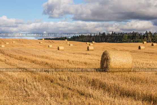 Autumn rural landscape, bales of straw on a harvested field. Стоковое фото, фотограф Юлия Бабкина / Фотобанк Лори