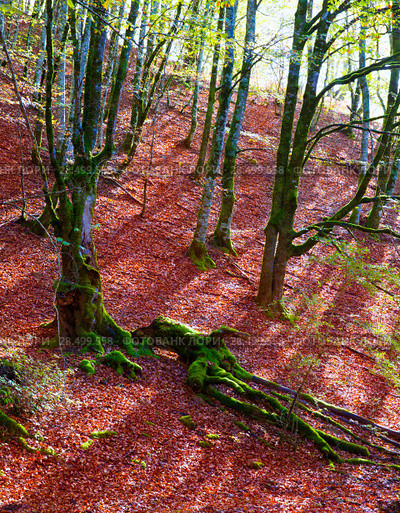 Autumn Selva de Irati fall beech jungle in Navarra Pyrenees of Spain. Стоковое фото, фотограф Tono Balaguer / Ingram Publishing / Фотобанк Лори