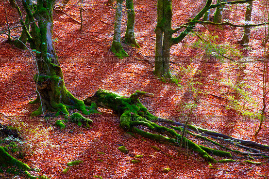 Autumn Selva de Irati fall beech jungle in Navarra Pyrenees of Spain. Стоковое фото, фотограф Tono Balaguer / Ingram Publishing / Фотобанк Лори