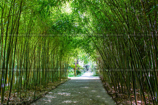 Avenue of fresh green bamboo. Bench in bamboo park. Стоковое фото, фотограф Евгений Ткачёв / Фотобанк Лори