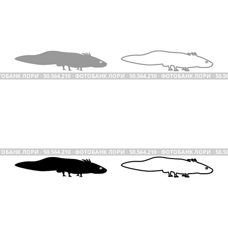 Axolotl ambystoma mexicanum view side set icon grey black color vector illustration image simple solid fill outline contour line thin flat style. Axolotl ambystoma mexicanum view side set icon grey black color vector illustration image solid fill outline contour line thin flat style. Стоковая иллюстрация, агентство Ingram Publishing / Фотобанк Лори