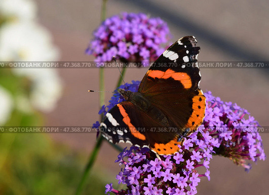 Бабочка Адмирал (лат. Vanessa atalanta) на вербене Буэнос-айресской. Red admiral on verbena Bonariensis flowers close up. Стоковое фото, фотограф Photolart / Фотобанк Лори