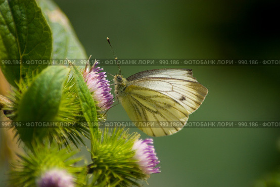 Бабочка брюквенница (Pieris napi) на цветке чертополоха. Стоковое фото, фотограф Вячеслав Беляев / Фотобанк Лори