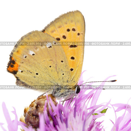 Бабочка червонец огненный (Lycaena virgaureae virgaureae) на белом фоне. Стоковое фото, фотограф Галина Ермолаева / Фотобанк Лори
