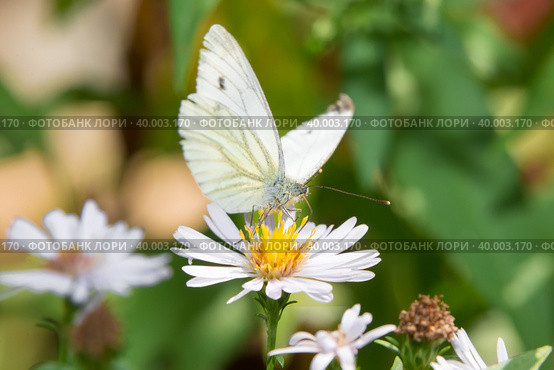 Бабочка Капустница или белянка капустная (Pieris brassicae) на садовом цветке. Стоковое фото, фотограф Pukhov K / Фотобанк Лори