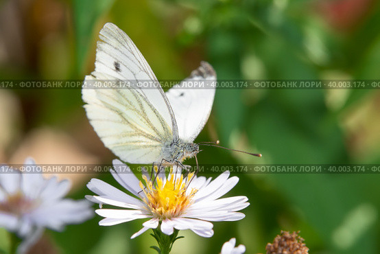 Бабочка Капустница или белянка капустная (Pieris brassicae) на садовом цветке. Стоковое фото, фотограф Pukhov K / Фотобанк Лори