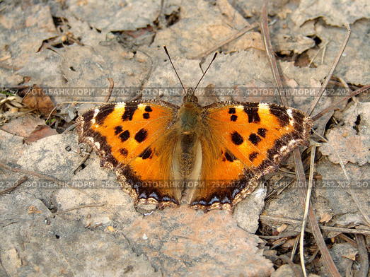Бабочка крапивница (Aglais urticae) Стоковое фото, фотограф Ivan Markeev / Фотобанк Лори