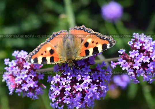 Бабочка крапивница на вербене Буэнос-айресской. Small tortoiseshell (Aglais urticae) on verbena Bonariensis flowers. Стоковое фото, фотограф Photolart / Фотобанк Лори